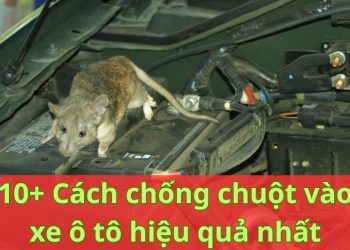 cách chống chuột vào xe ô tô hiệu quả nhất