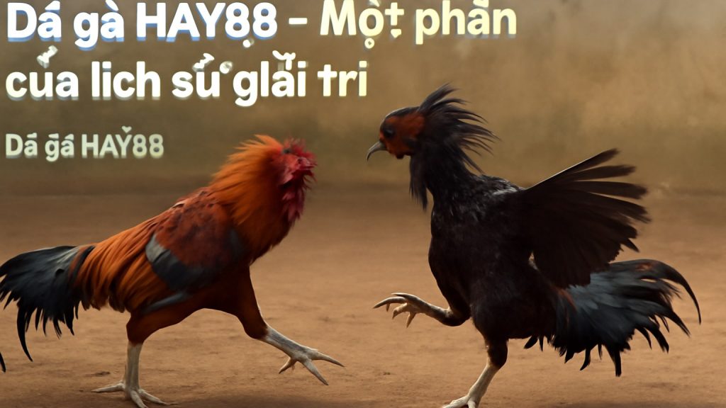 Minh họa: Đá gà HAY88 - Một phần của lịch sử giải trí